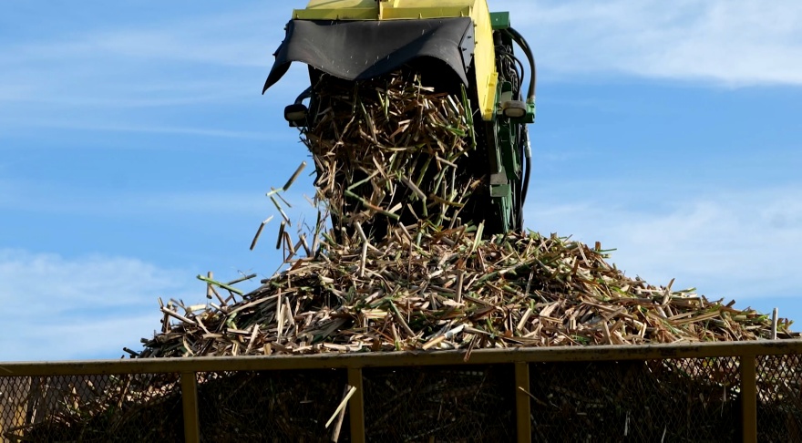 Sugarcane harvester unloading chopped cane into a trailer under a clear blue sky.